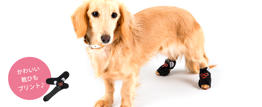 こんな愛犬におすすめです！