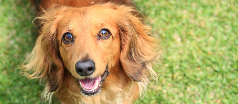 夏の愛犬との生活