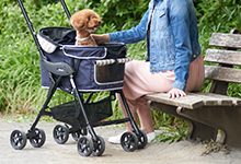 子犬の大切な「社会化期」を逃さずに