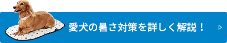 愛犬の暑さ対策を詳しく解説！