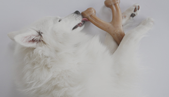 Benebone